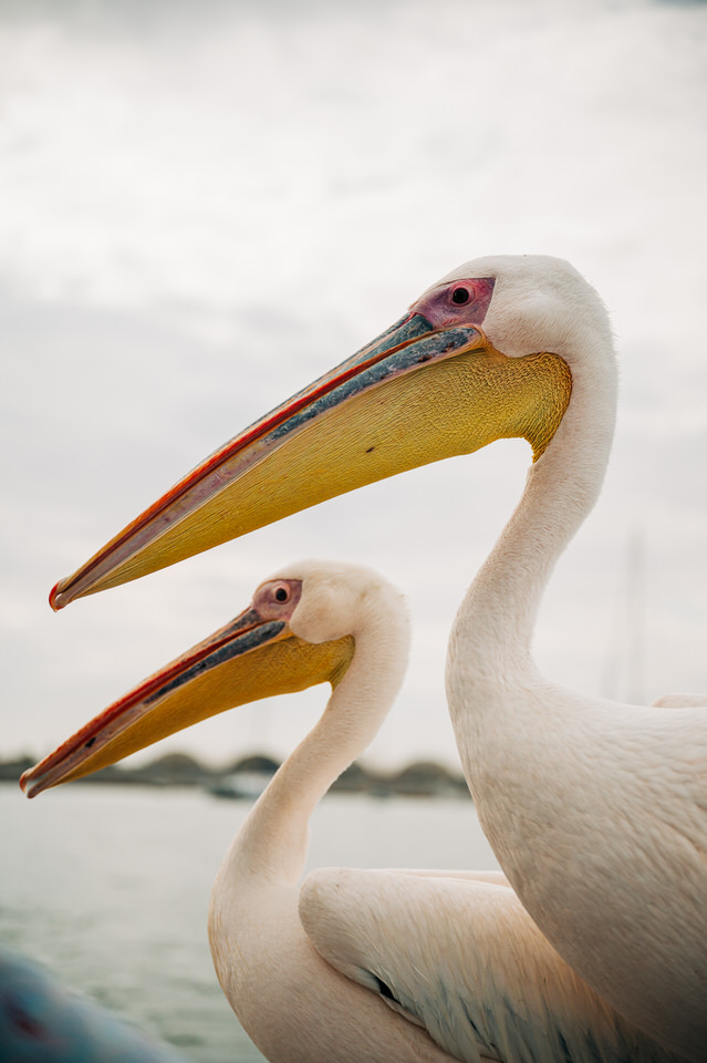 Walvis Bay, Namibia – Pelican photo